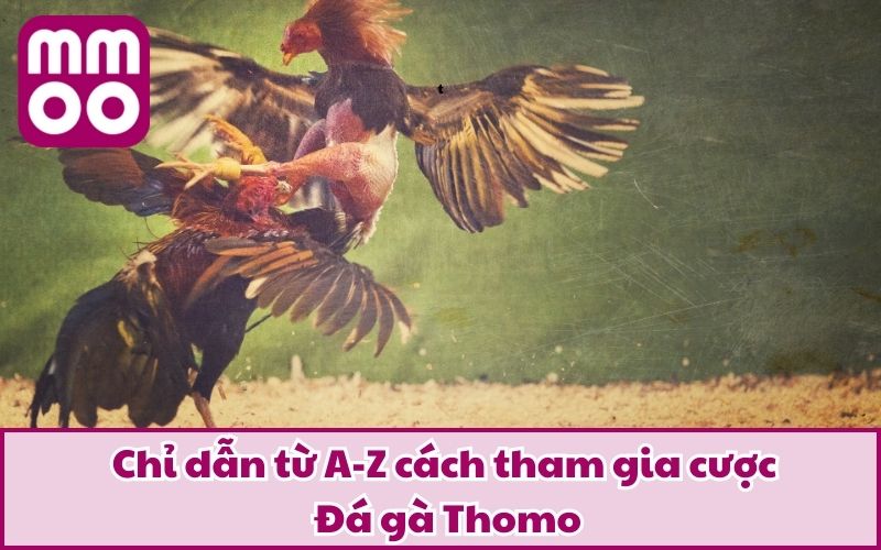 Chỉ dẫn từ A-Z cách tham gia cược Đá gà Thomo