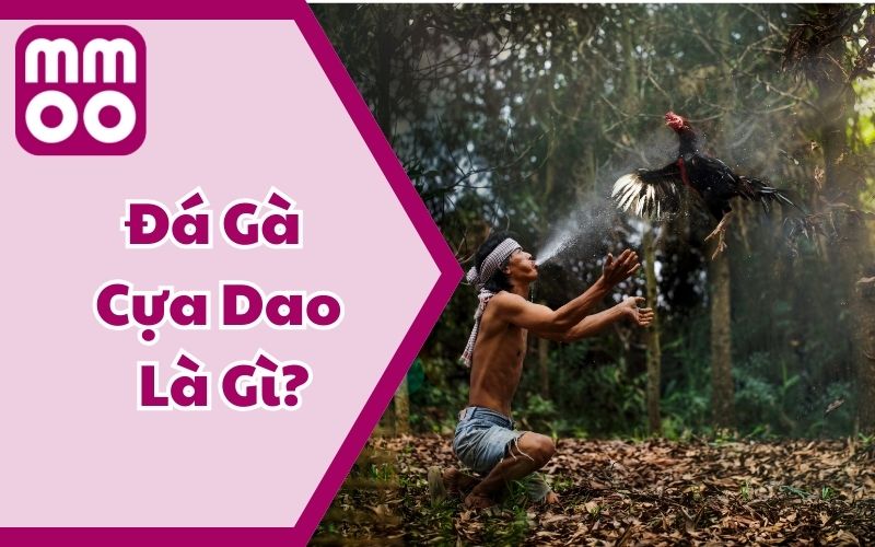 Đá Gà Cựa Dao Là Gì? Tổng Hợp Thông Tin Cần Dành Cho Kê Thủ