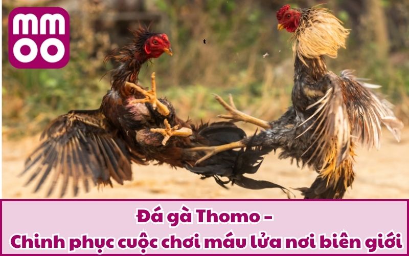 Đá gà Thomo – Chinh phục cuộc chơi máu lửa nơi biên giới