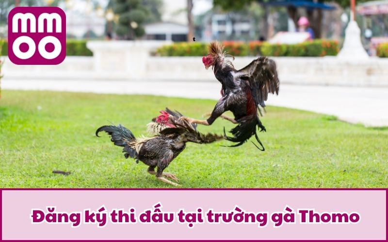 Đăng ký thi đấu tại trường gà Thomo