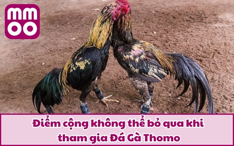 Điểm cộng không thể bỏ qua khi tham gia Đá Gà Thomo