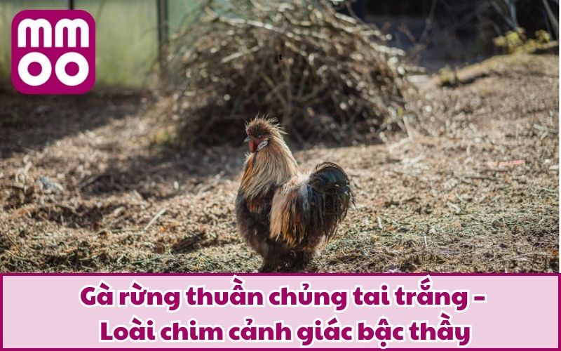Gà rừng thuần chủng tai trắng – Loài chim cảnh giác bậc thầy