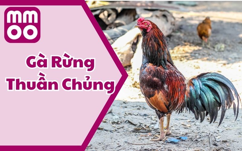 Tìm Hiểu Gà Rừng Thuần Chủng - Nguồn Gốc, Đặc Điểm, Cách Nuôi