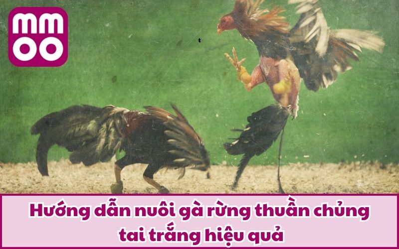 Hướng dẫn nuôi gà rừng thuần chủng tai trắng hiệu quả