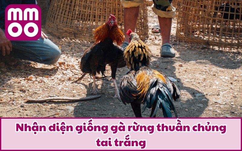 Nhận diện giống gà rừng thuần chủng tai trắng 